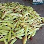 IMG-20230926-WA0019