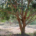 IMG-20231101-WA0006